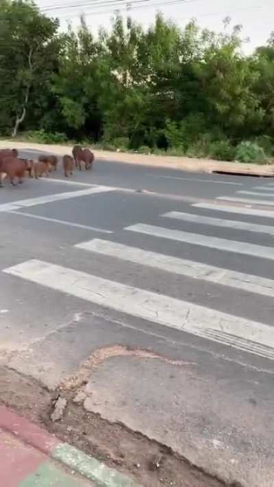 Capybara family crossing the street
