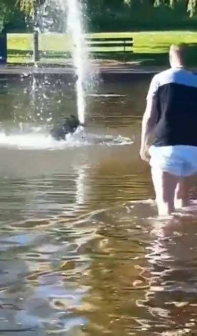 Wading through the pond
