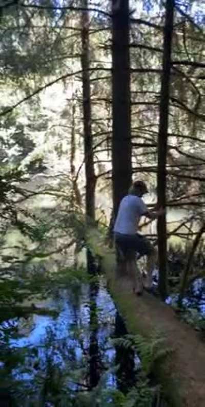 ? A tree that fell down in Spring Lake, WA and it’s branches became “trees”