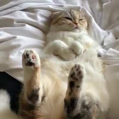 Good morning hoomans ?