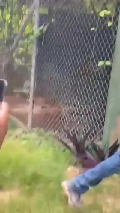 teasing a lion