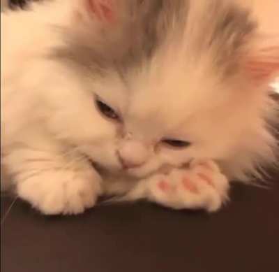 Smol+Kitten=Smitten