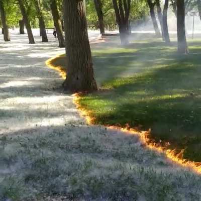 ? A carpet of poplar fluff burns to reveal the grass below at the Parque del Cidacos de Calahorra, Spain