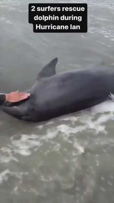 Two surfers save dolphin during Hurricane Ian..??