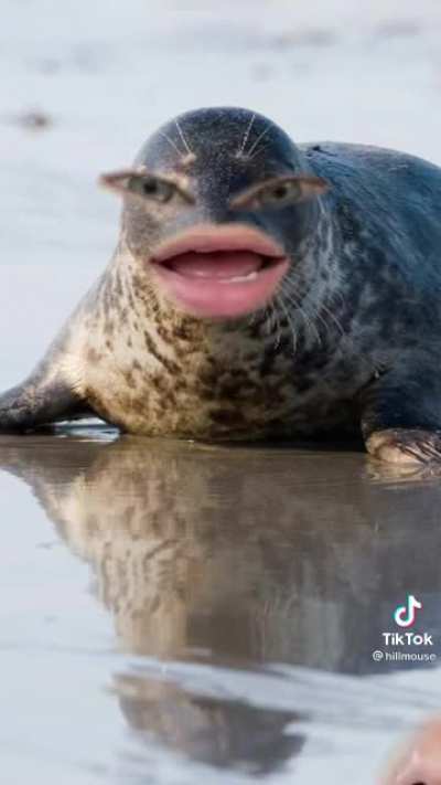 Seal