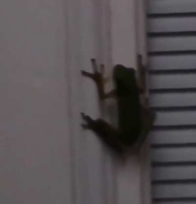 ? This Is What Happens When Frogs Eat Fireflies