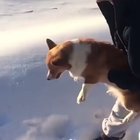 Dog is getting thrown outta an airplane