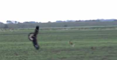 RABBIT JUMPS A EAGLE