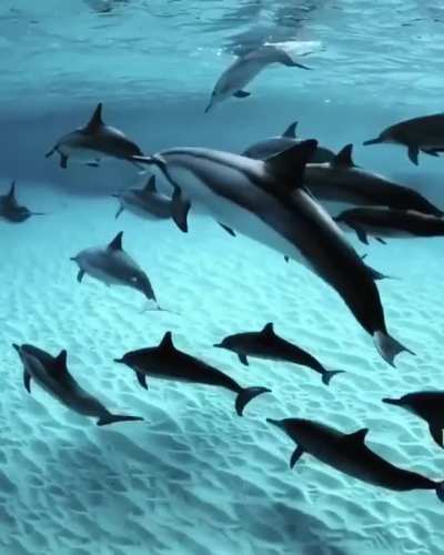 ? A pod of dolphins in the striking clear waters of Hawaii