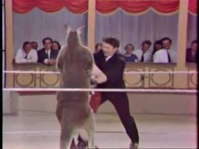 In 1966 Woody Allen boxed a Kangaroo in an attempt to increase his fame