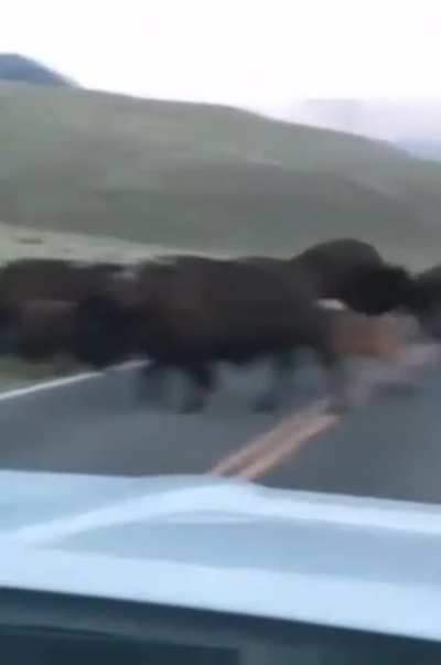 ? The force of this Bison