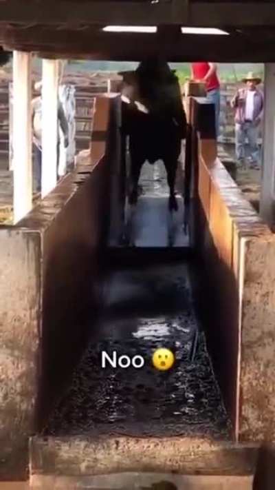 Cow jumps in water for bath