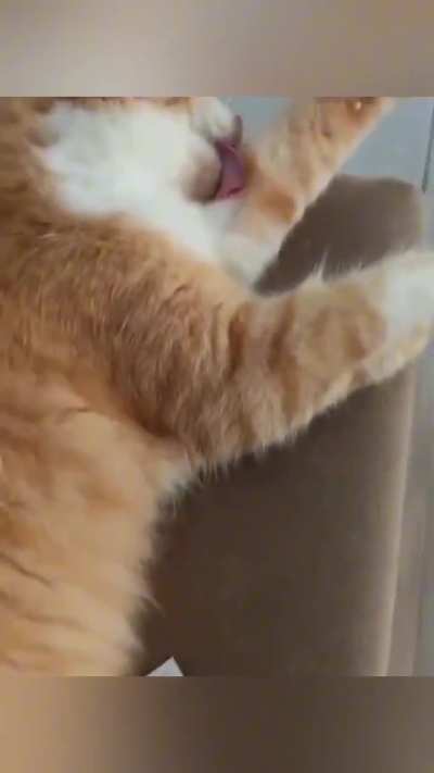 Cats can be so sleepy sometimes?