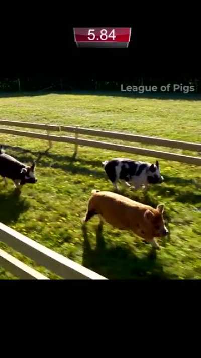 A huge surprise awaits the pigs in Race 3! ??