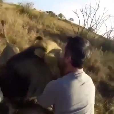 ? A Lion recognising his dad, The Lion Whisperer