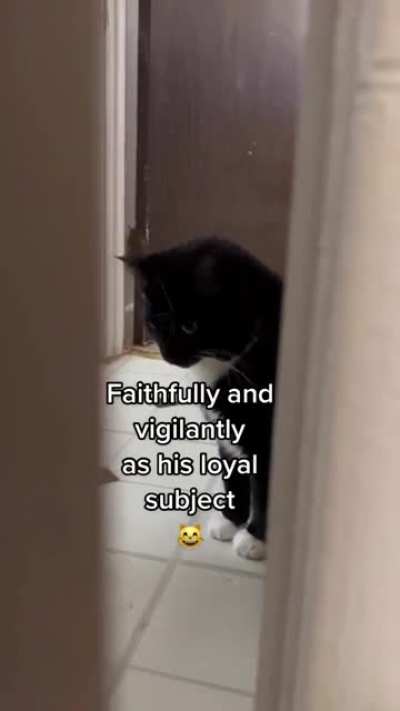 Dear Diary: the human is ? again