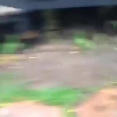 What animal is that?