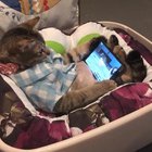 It's My Phone!
