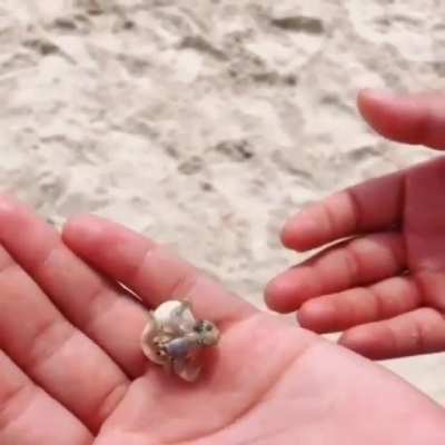 ? Little hermit crab finding a new shell ?