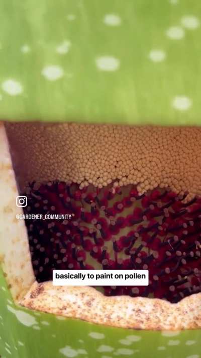 The worse smelling flower in the world