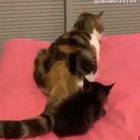 The kitten looks so confused ?