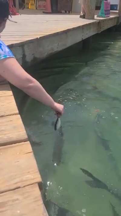 Handfeeding tarpon at Robbins in FL keys "They have no teeth..." wait for it... (sound on for best experience) Happy birthday baby!