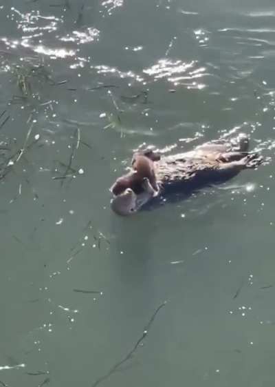Just otters floating around