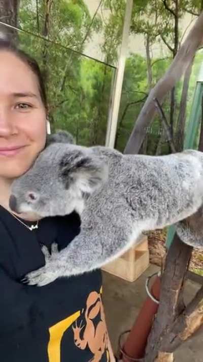 Koala really wants a hug