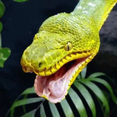 ? This Emerald Tree Boa has a mighty fierce looking yawn ?