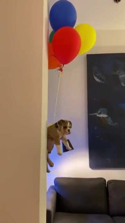 "Up 2" Starring Raul The Bulldog