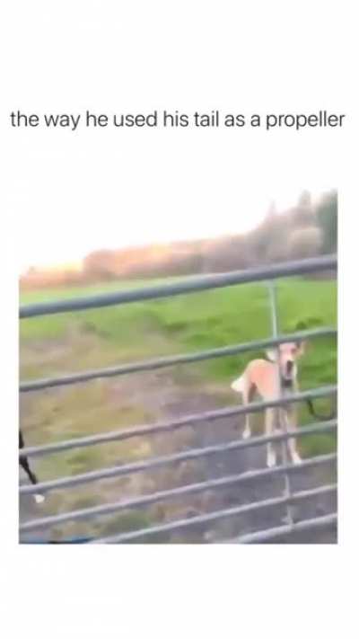 This dog must have been playing Sonic the hedgehog 2. we have a new "Tails".