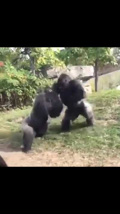 ? Gorillas fighting