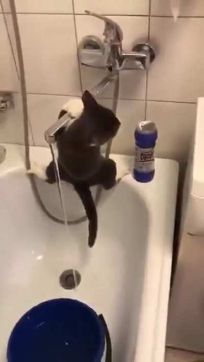 Cat ninja skills