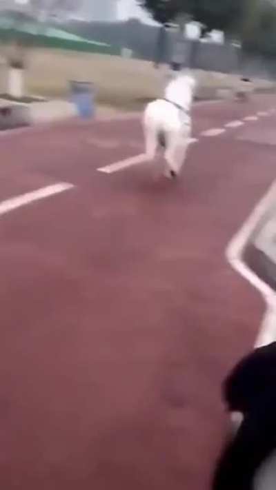 Just a pony passing by