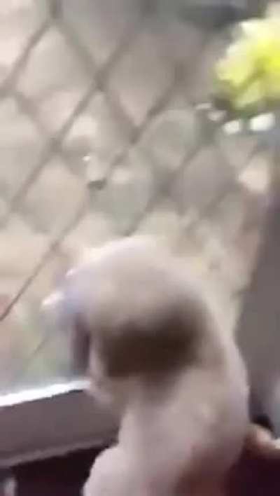 ''I wonder what's Fluffy doing over there''