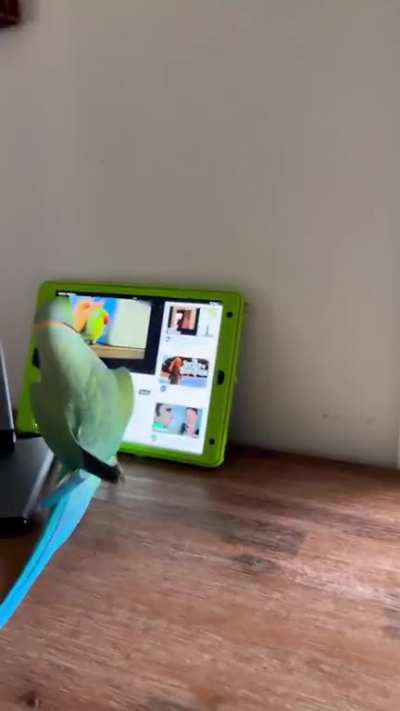 Birds be scrolling now..