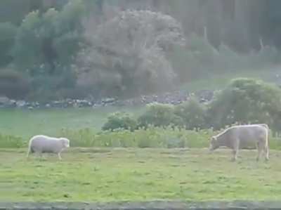 ? cow boop