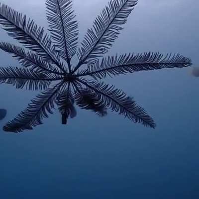 ? This Is A Rare Glimpse Of A Swimming Feather Star (Crinoid)