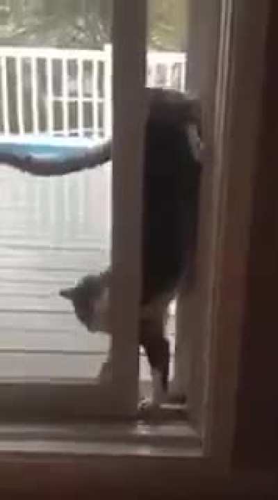 It’s VERTICAL CAT!!