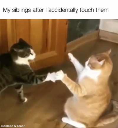 Stupid siblings