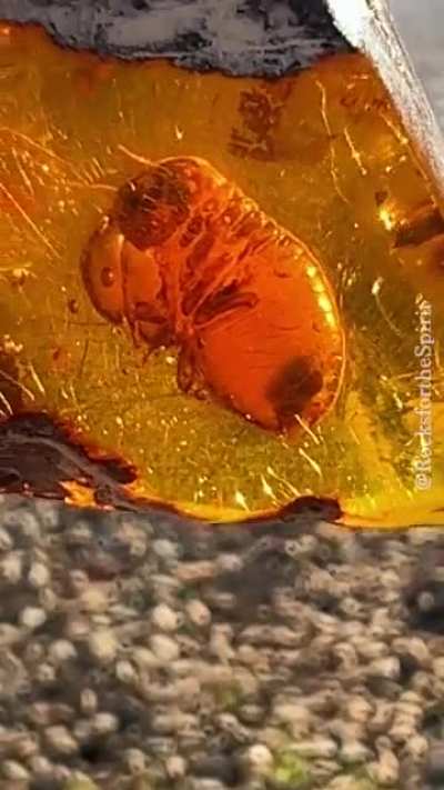 ? Extremely Rare 22 Million Year Old Enhydro Methane Termite with its last meal preserved in Amber ?