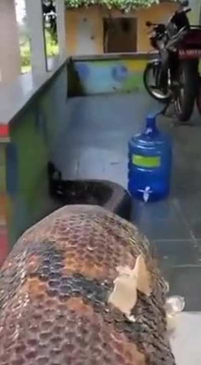? The absolute size of this monstrous Anaconda crawling onto somebodys porch.