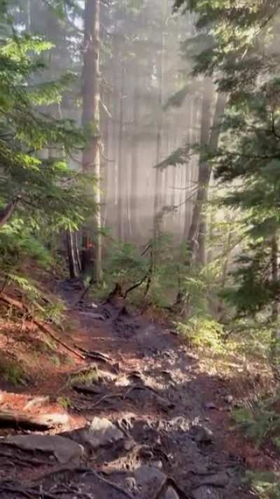 ? Morning rays hitting a forest ?