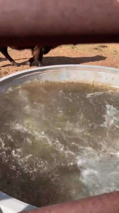 Nice calm afternoon around the watering hole then BAM ?