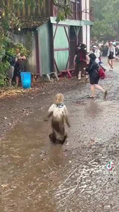 Rainy day at the renaissance fair
