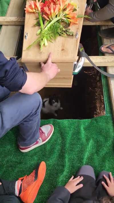 My curious dog fell in to my uncle's grave at his funeral.