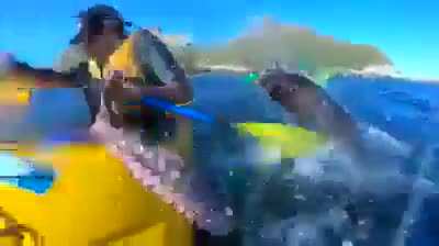 This seal using an octopus as a weapon!