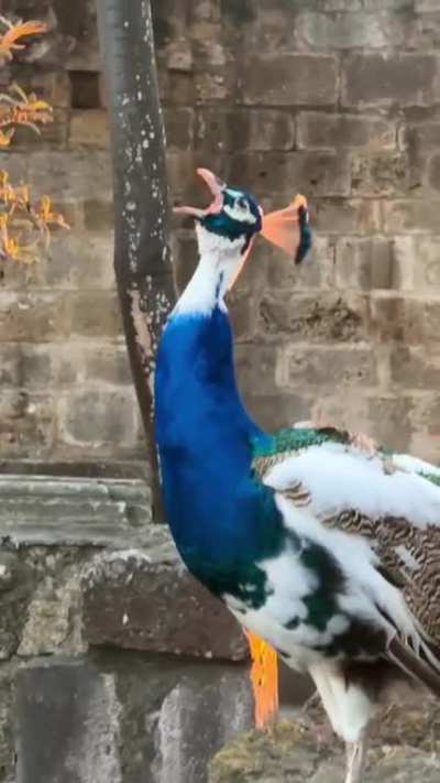 "Fire breathing" peacock - thanks to perfect sunlight