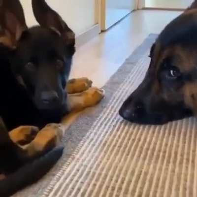 Someone got a new sibling ?
