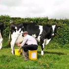Moo ?